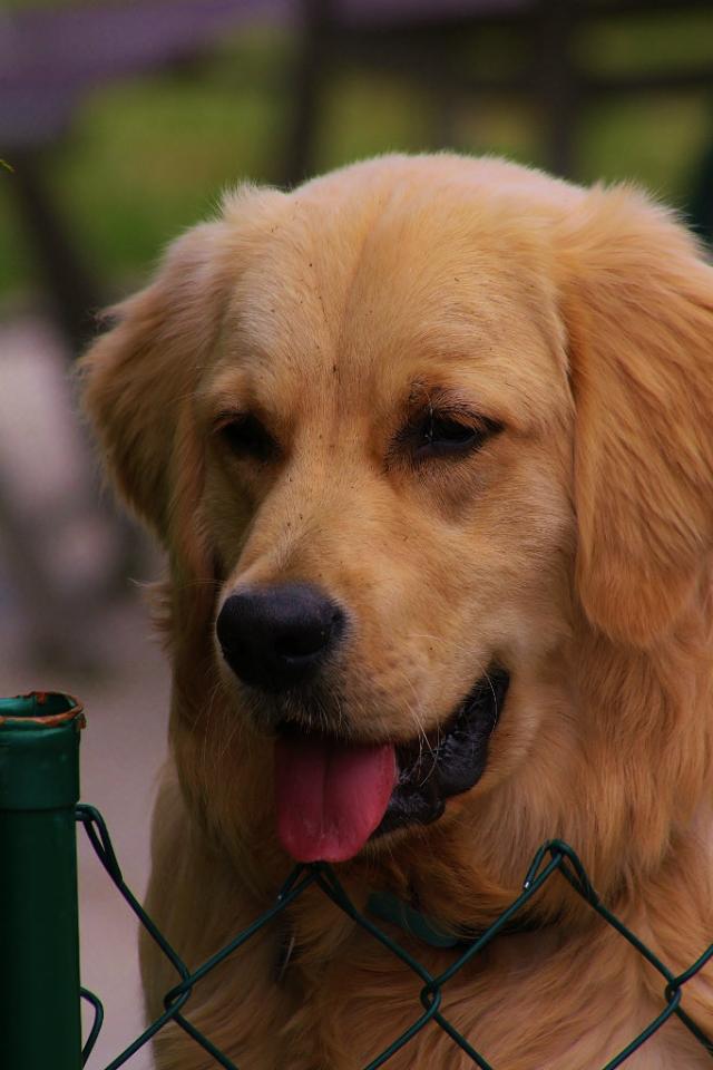 Buddy :)