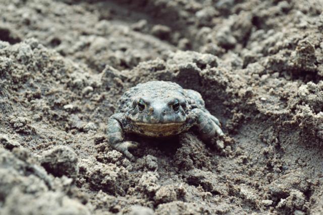 frog