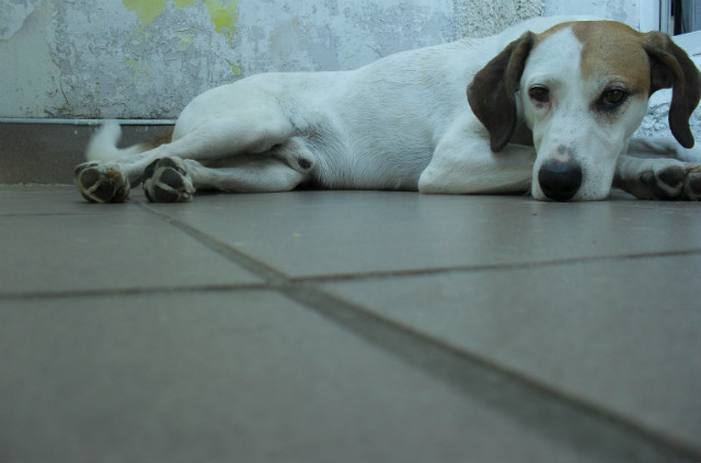 Wpis ilovedogs5