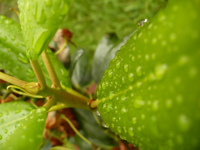 Wpis greenplanet