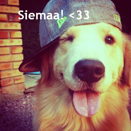 siema ;d 
