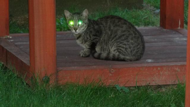 kot czy robot? ;D