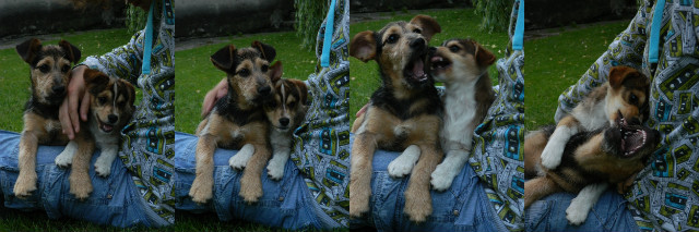 stary & jelon 