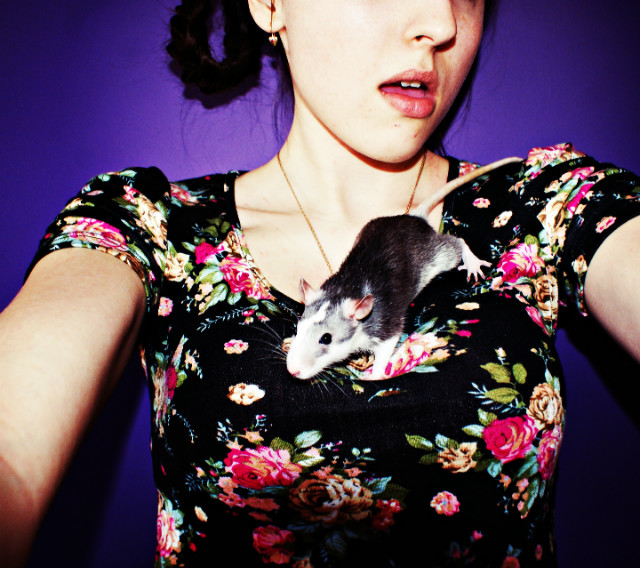 Rats