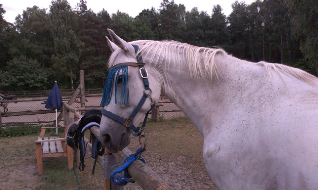 Ibisek:)