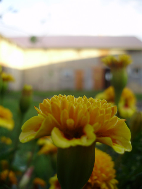 Wpis niebieskobiala95