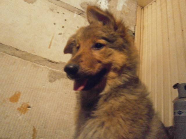 Roki