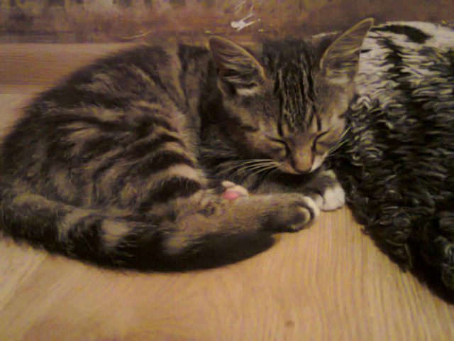 zenia meine katze&#9829;