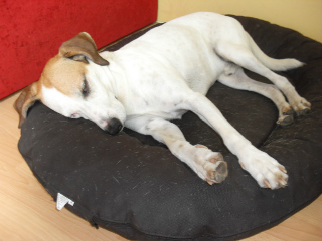 Wpis ilovedogs5
