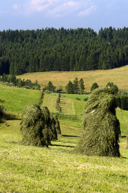 sianokosy w mochnaczce
