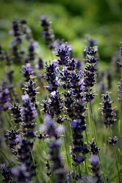 lavender