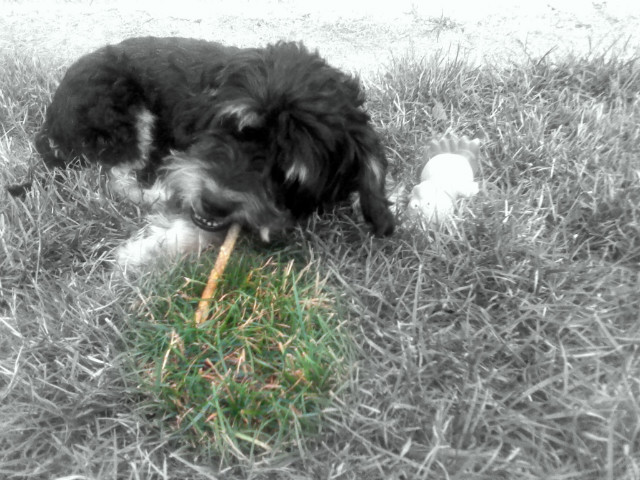 Pale trawe ;]