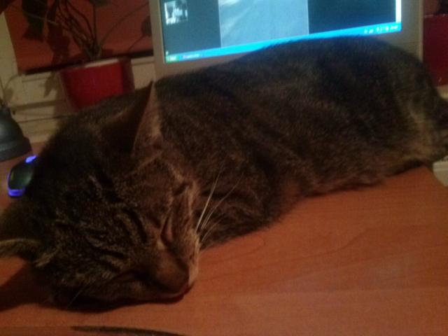 Kotek. &#9829;