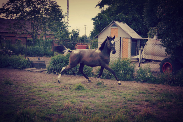 Wpis dreamsofhorses