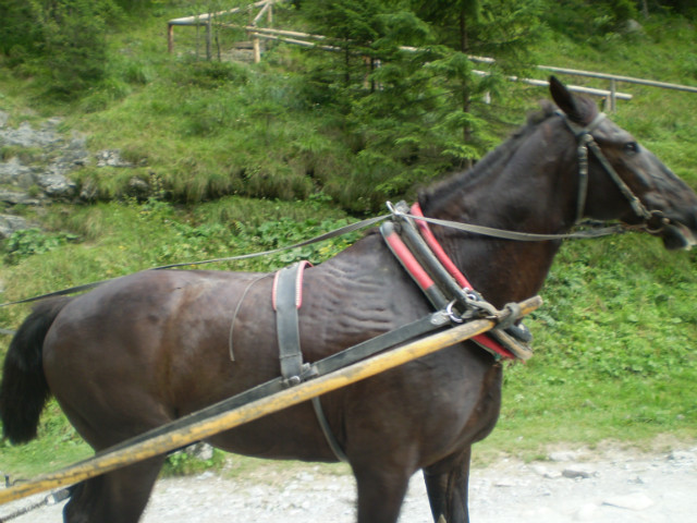 Gry