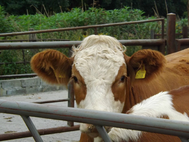 muuuu