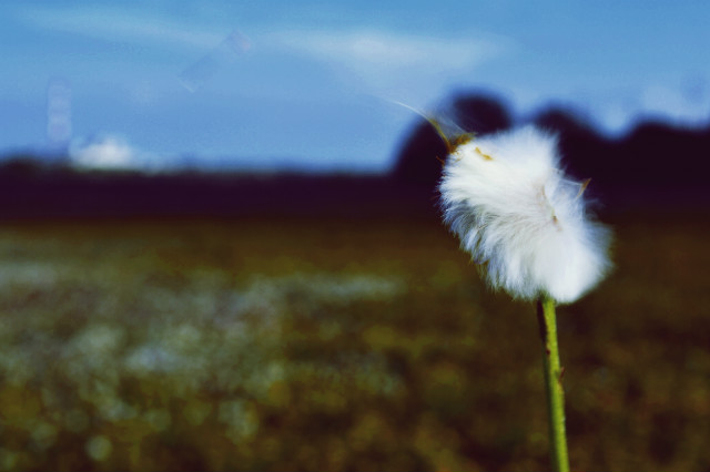 dandelion 
