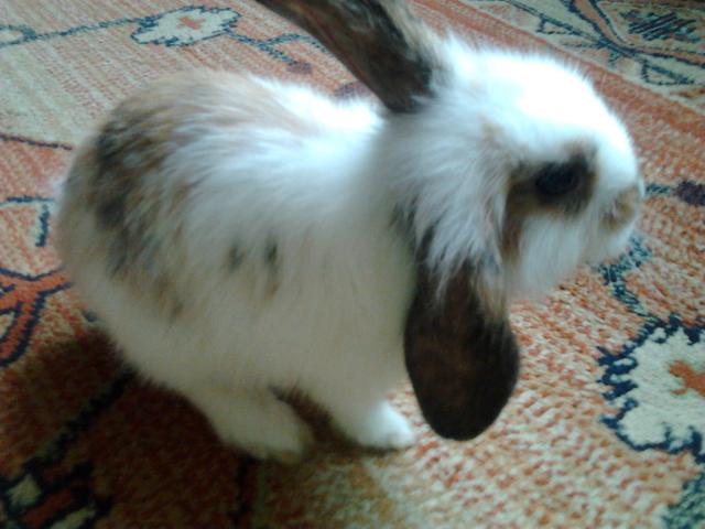 Krliczy wiat