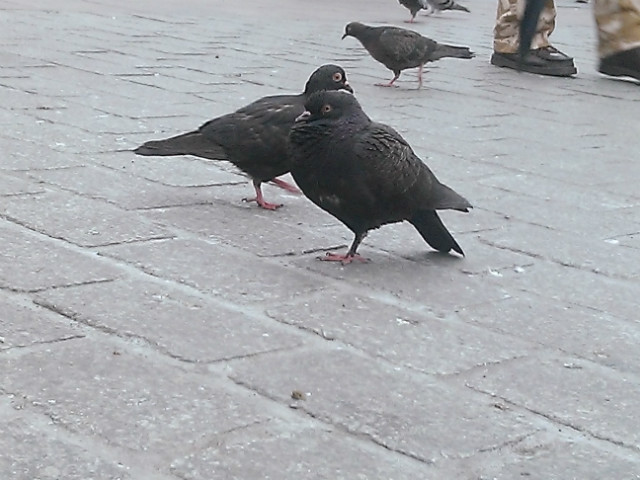 utoczony gobek 