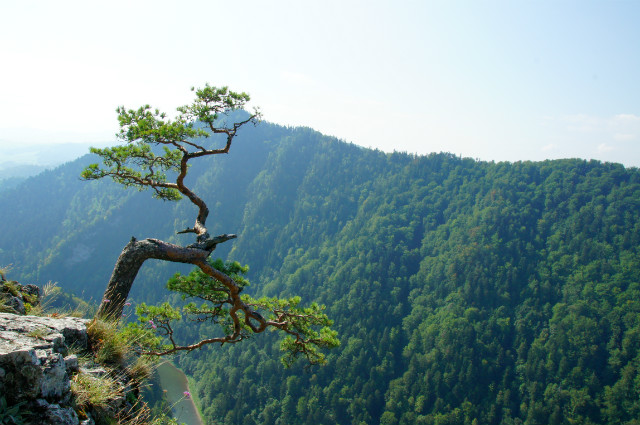 Pieniny 