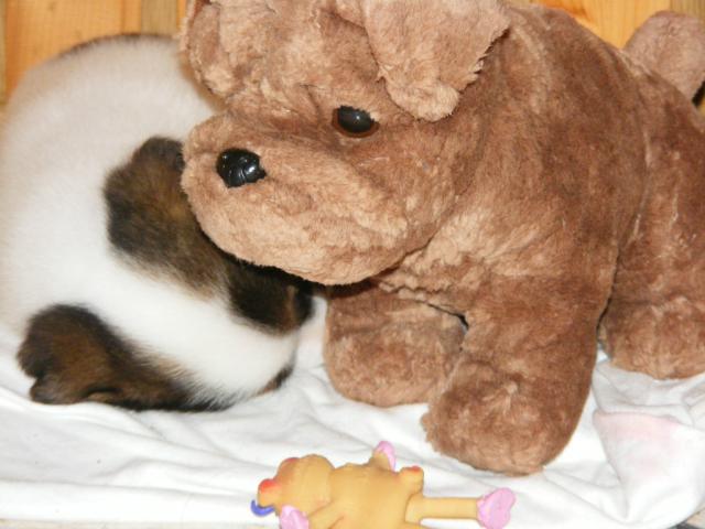 Fionka ;3