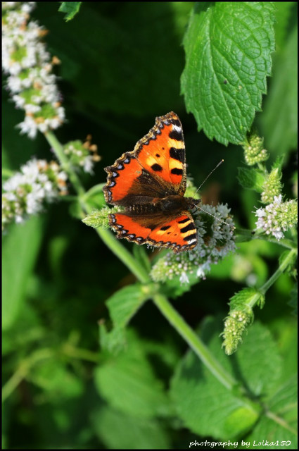 Motyl