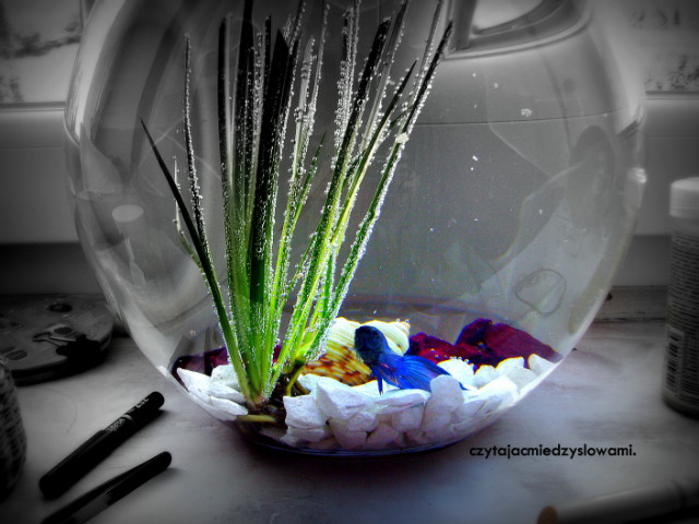 Edward.. 