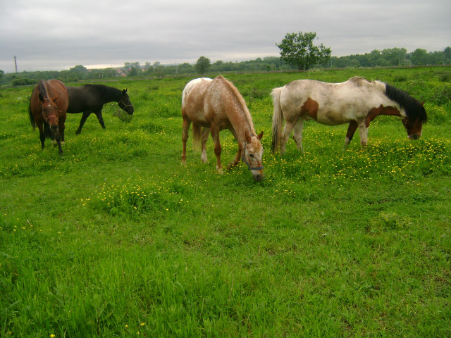 Stadko :ppp 