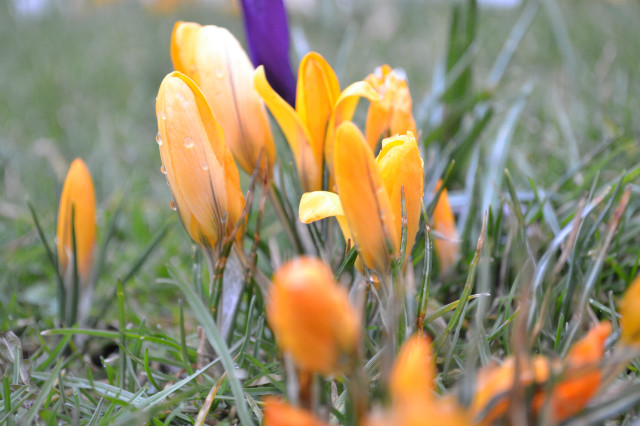 flowers, flowers. 