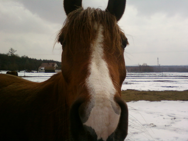 Snow is fallin' all around me xd