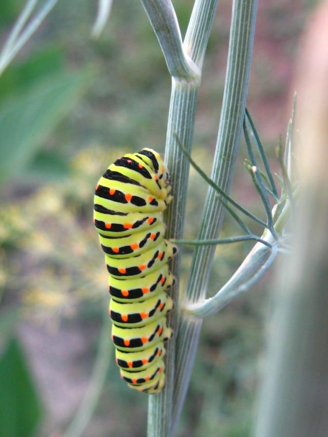 I will be butterfly