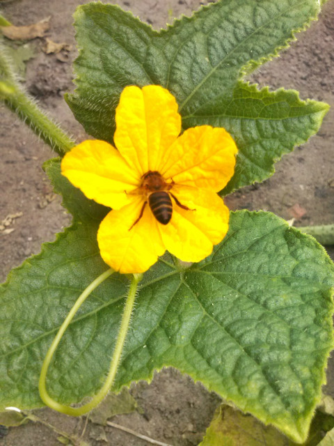 Wpis blackfraise