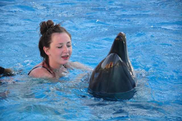 dolphin