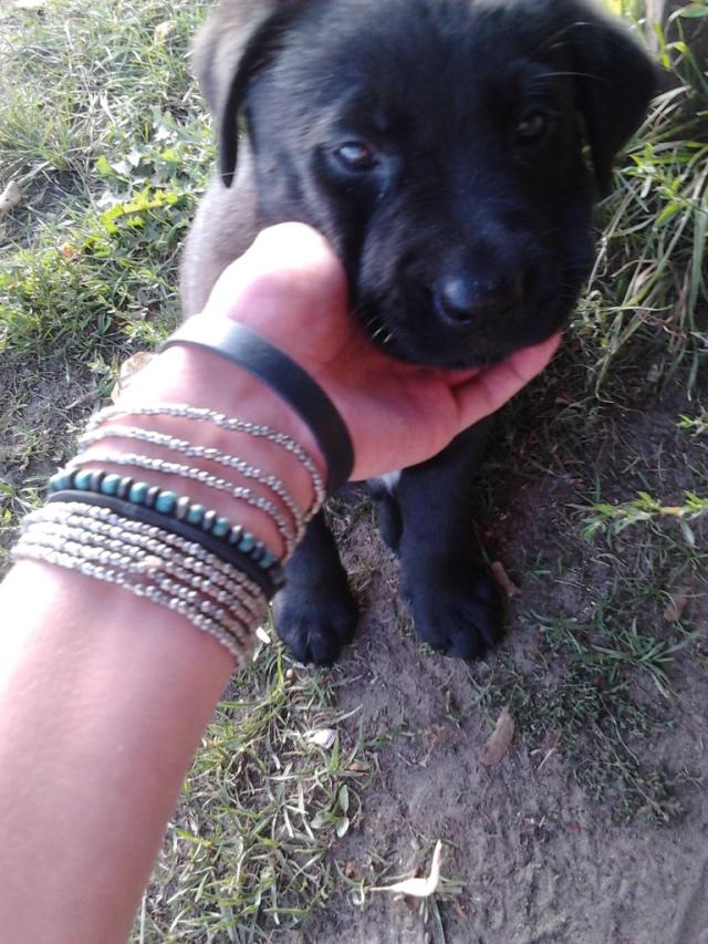trololololololo XXI