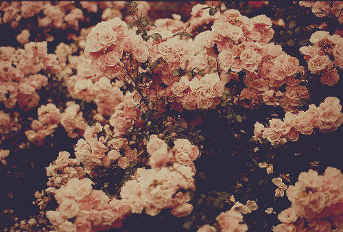 rose.