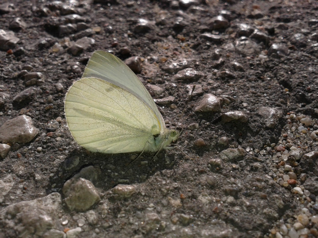 Wpis malinowabamba