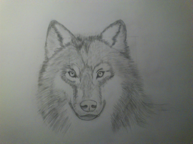 Wilk