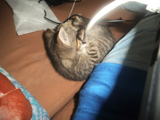 Coco 