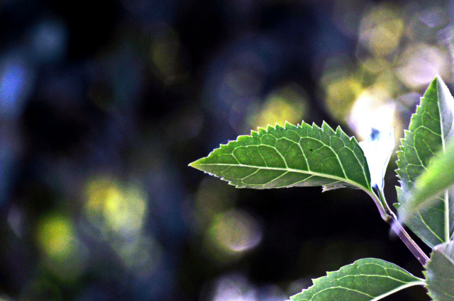 bokeh