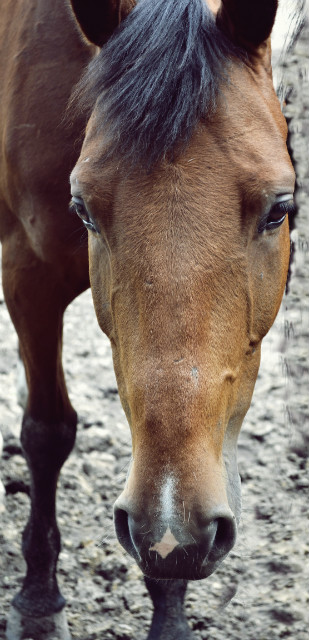 horse