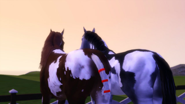 Wpis horsestime23