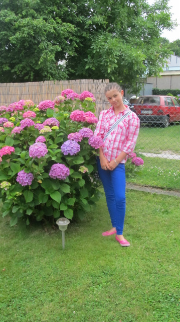 w hortensjach