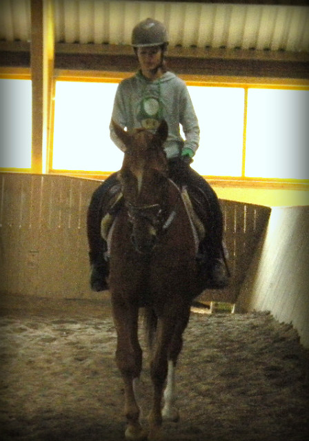 Wicia