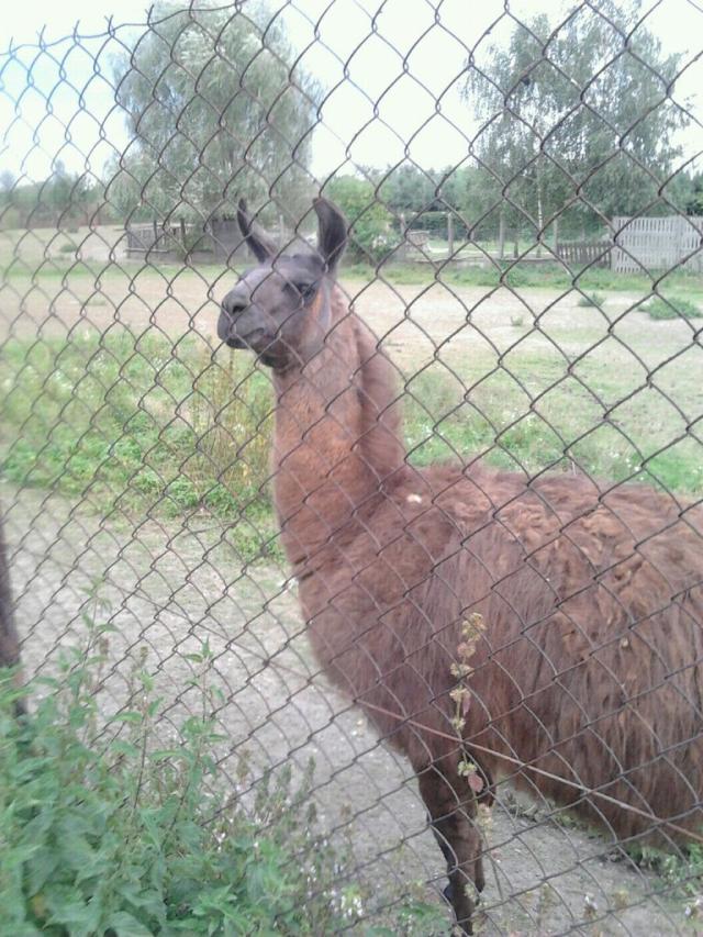 Lama#2
