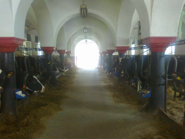 praktykowe