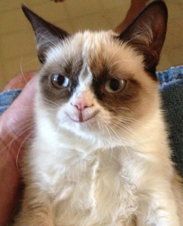 Wpis straycat