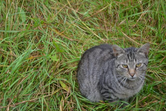 cat :)