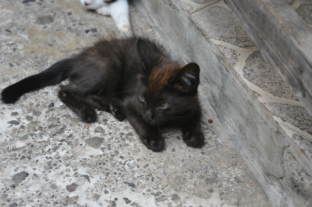 Kotek ^^