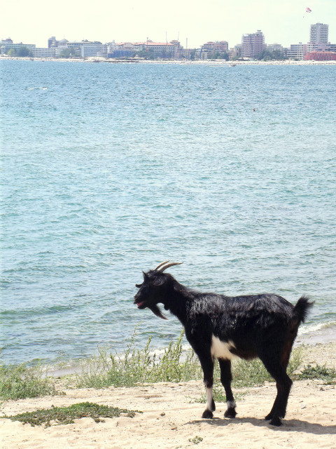 Wpis jogurcik4