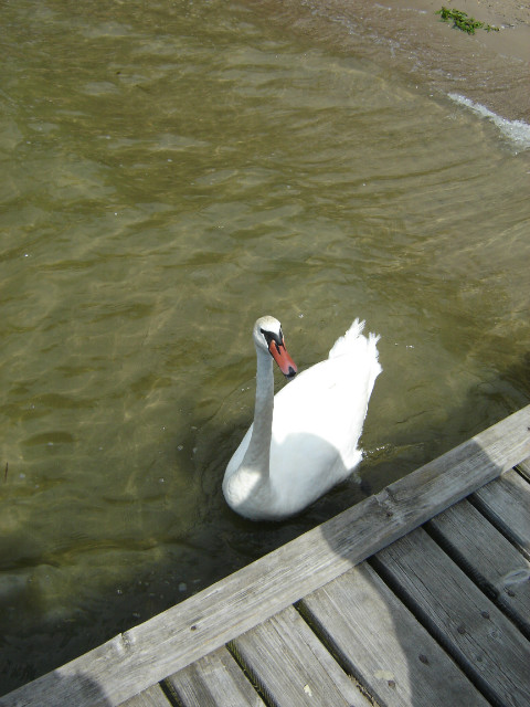 Wpis piernikowypotwor